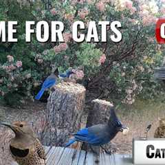 CAT TV | Real Birds and Squirrels for Cats and Dogs to Watch | IDYLLWILD Vol 3 | 3 Hours | Cat Games
