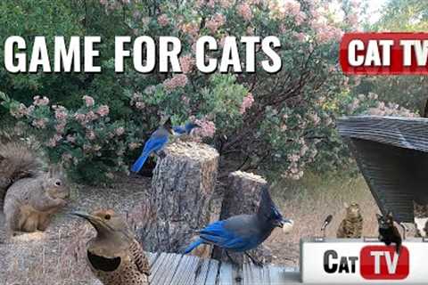 CAT TV | Real Birds and Squirrels for Cats and Dogs to Watch | IDYLLWILD Vol 3 | 3 Hours | Cat Games