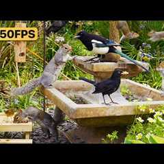 🔴 Birds for Cats to Watch 😺 Cat TV & Cat Games 24/7 🐿 Bird & Squirrel Videos for Cats..