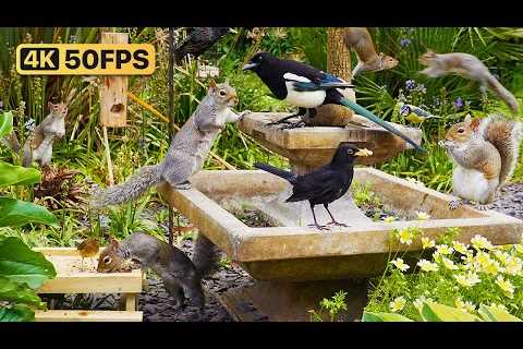 🔴 Birds for Cats to Watch 😺 Cat TV & Cat Games 24/7 🐿 Bird & Squirrel Videos for Cats..