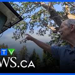 B.C. man captures mysterious fairy-like figure on security camera